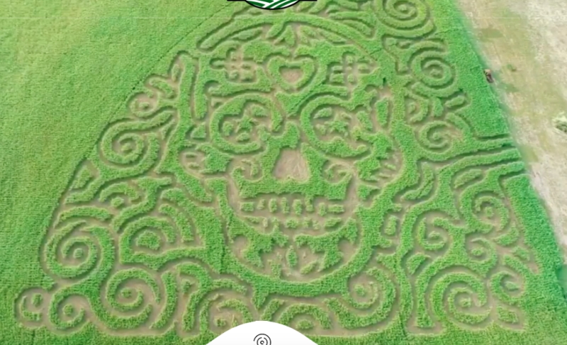 Circle N Maze Design 2018