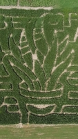 Plant Corn Maze