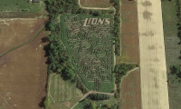 Detroit Lions Corn Maze