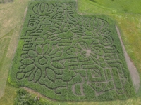 Farm Corn Maze 