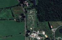 Some Pig Corn Maze