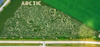 Arctic Animals Corn Maze