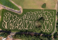 Flower Corn Maze