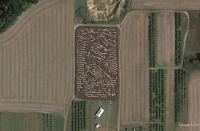 TRex Corn Maze 