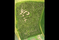 Bigfoot Corn Maze