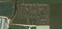 pig corn maze