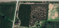 Peacock Corn Maze