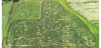 Pig Race Corn Maze