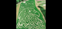 Eagle Corn Maze