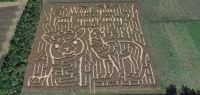 Alpaca Corn Maze