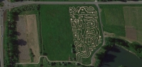 Cow Corn Maze