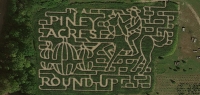 Cowboy Corn Maze 