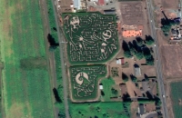 Nightmarish Corn maze