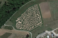 pig corn maze